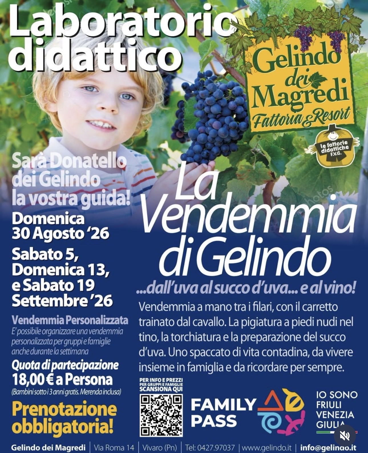 Gelindo dei Magredi - La Vendemmia di Gelindo